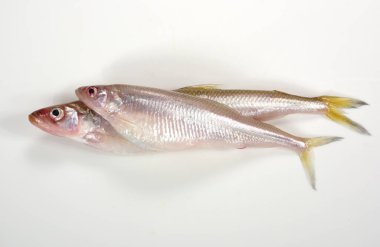 Beyaz arka planda taze eritilmiş. Gölet eridi (Hypomesus olidus)