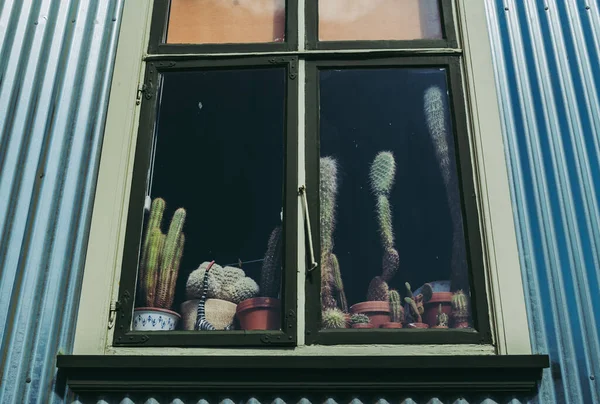 Uma Vista Atmosférica Dos Vasos Flores Casa Com Cactos Atrás — Fotografia de Stock