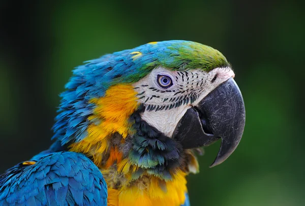 Close-up of Blue-and-Yellow Macaw, Ara ararauna, green batskground. — Stock Photo, Image