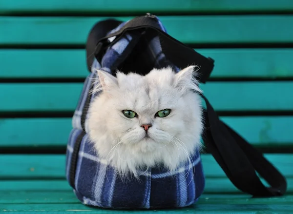 Gato blanco sentado en una bolsa para los animales en el banco — Foto de Stock