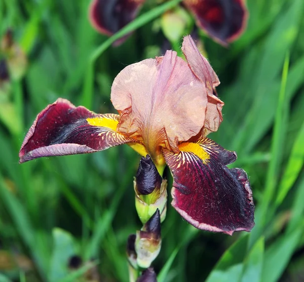 Iris flower unusual color — Stock Photo, Image