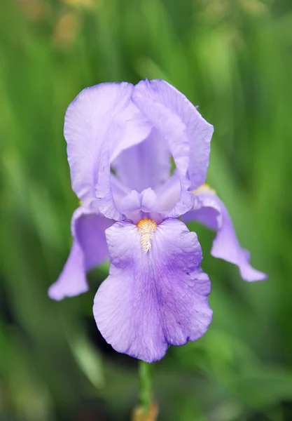 紫色鸢尾花. — 图库照片