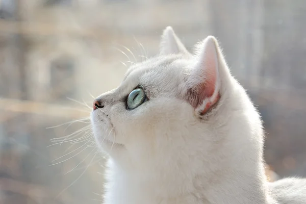 Retrato de un gatito blanco de perfil — Foto de Stock