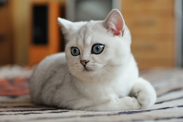 Odasında kanepede yalan beyaz yavru kedi. — Stok fotoğraf