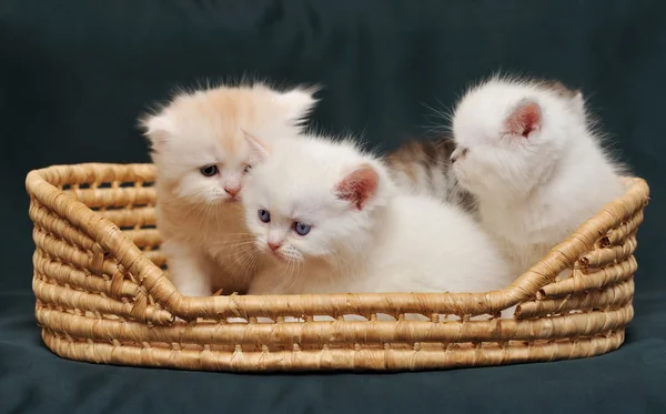 Pequeños gatitos británicos en una cesta sobre un fondo verde oscuro . —  Fotos de Stock