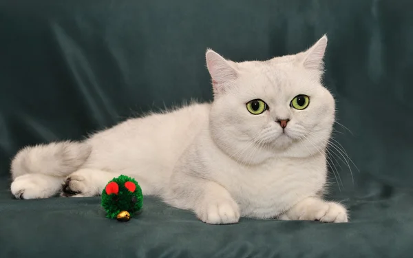 Británico plata sombreado gato está acostado en el sofá . — Foto de Stock