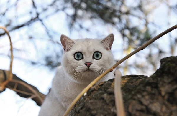 Britânico shorthair chichila gato senta-se em uma árvore — Fotografia de Stock