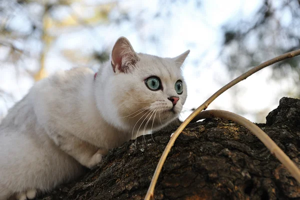 Brittiska chinchilla katt sitter på trädet, jakt. — Stockfoto