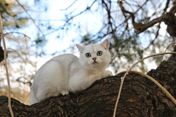Brirish chinchila gato senta-se na árvore — Fotografia de Stock