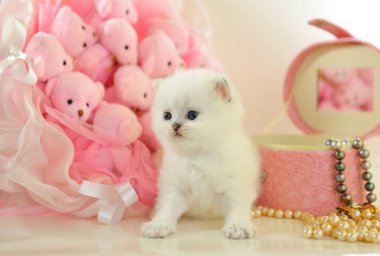 Pembe bir atmosferde komik küçük İngiliz yavru kedi