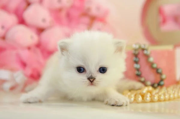 Gatinho britânico minúsculo engraçado em uma atmosfera rosa — Fotografia de Stock