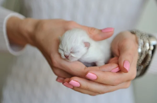 Muy poco gatito blanco con los ojos cerrados en manos femeninas . —  Fotos de Stock