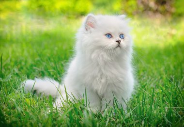 Otların arasında oturan beyaz İngiliz yavru kedi.