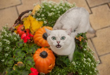 Domestic British cat  in  Halloween clipart