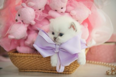 İngiliz safkan yavru kedi bir sepet pembe arka plan teddy üzerinde bea