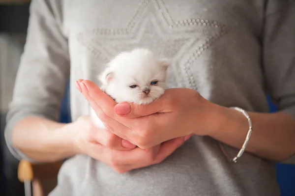 British purebred kitten in female hands — Stock Photo, Image