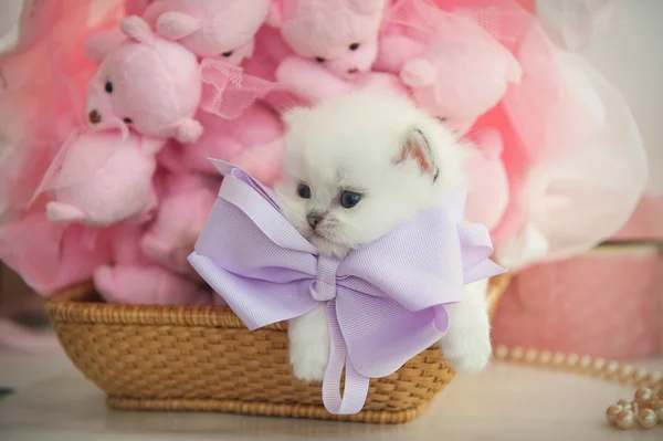 Británico pura raza gatito en un cesta en rosa fondo teddy bea —  Fotos de Stock
