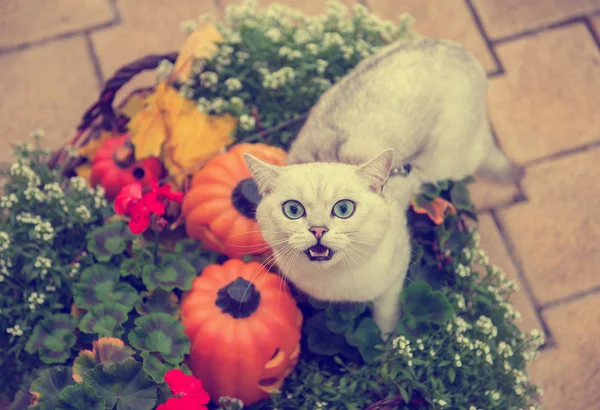 Gato británico doméstico en Halloween — Foto de Stock