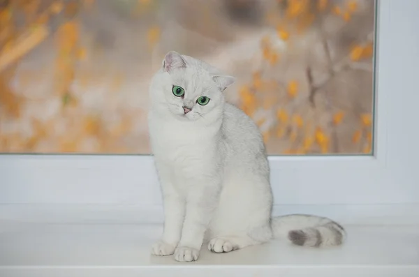 窓辺に座っているイギリス猫シルバー色 — ストック写真