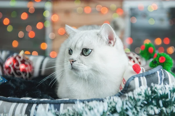 美しい英国のクリスマス銀の装飾を持つ猫 — ストック写真