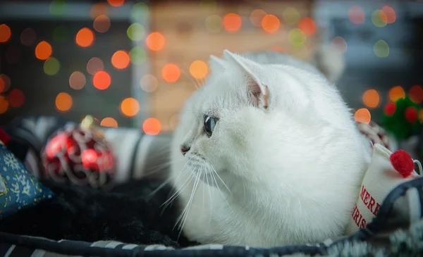 美しいクリスマス イギリス猫. — ストック写真