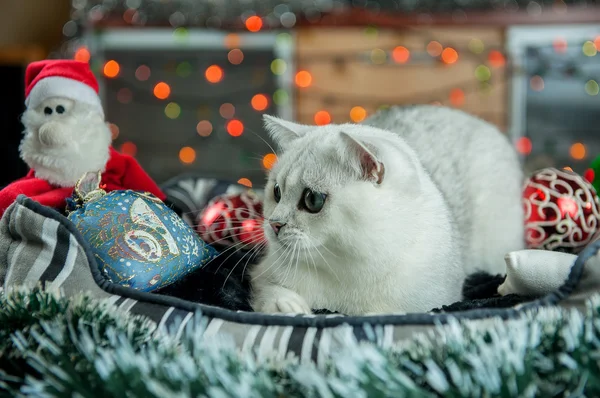 Hermosa Navidad gato de plata británica con decoración — Foto de Stock