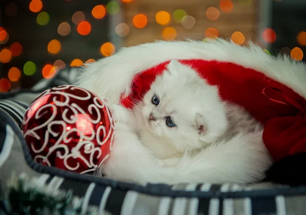 Britisches Silberkätzchen spielt mit Weihnachtskugeln — Stockfoto