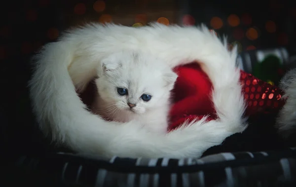 クリスマス キャップに座っているイギリスのシルバーの子猫 — ストック写真
