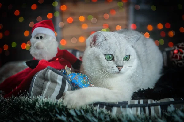 Hermosa Navidad gato británico con decoración — Foto de Stock