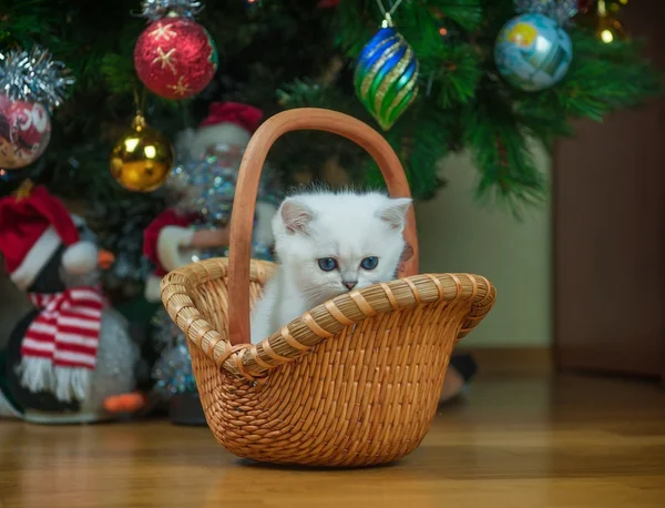 Gatito británico en la cesta — Foto de Stock