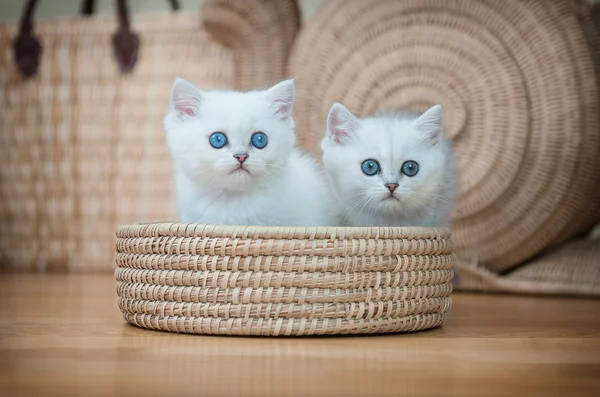 Dos hermosos gatitos británicos de pura raza en la cesta  . — Foto de Stock