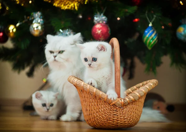 Dos hermosos gatitos británicos de pura raza en la cesta  . — Foto de Stock