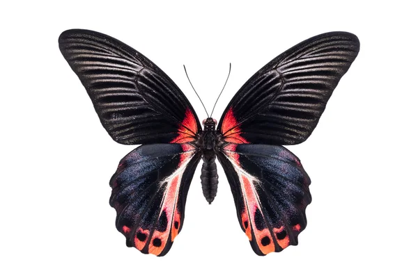 Piękny kolorowy motyl na białym tle — Zdjęcie stockowe