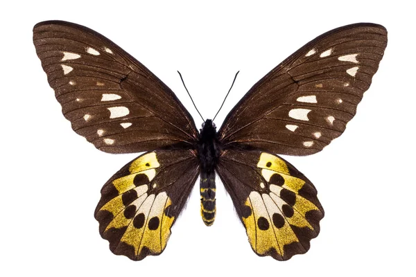 Güzel renkli kelebek üzerinde beyaz izole — Stok fotoğraf
