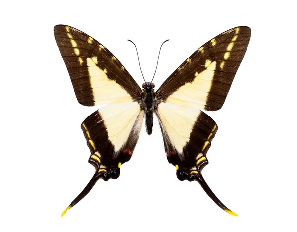 Schöner Schwanz-Schmetterling isoliert auf weiß — Stockfoto