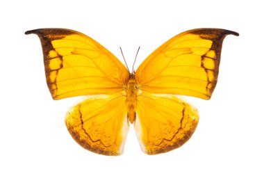 Beautiful bright yellow butterfly isolated on white clipart