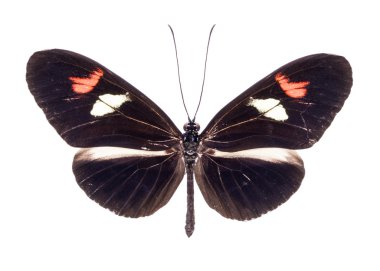 güzel renkli kelebek üzerinde beyaz izole