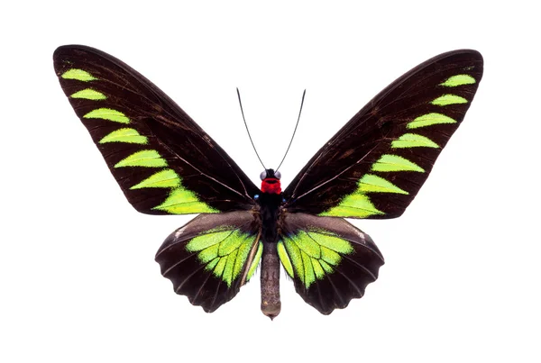 Schöne bunte Schmetterling isoliert auf weiß — Stockfoto