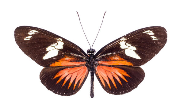 Beautiful colorful butterfly isolated on white