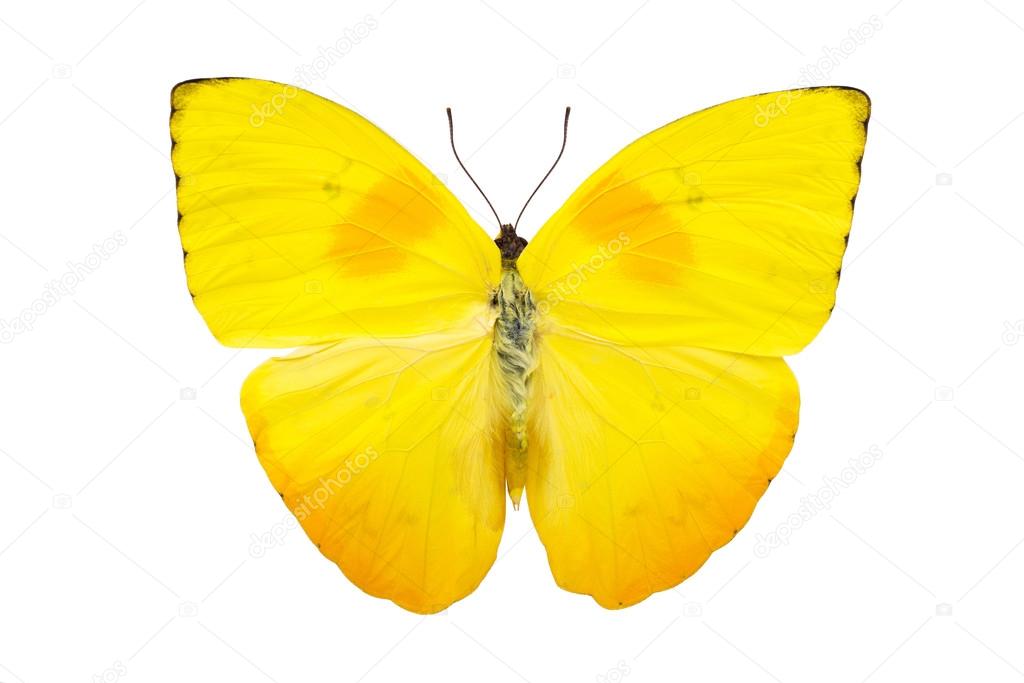 Beautiful bright yellow butterfly isolated on white