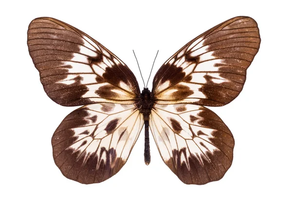 Hermosa mariposa aislada en blanco — Foto de Stock