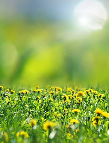 Schöne Wiese mit Löwenzahn vor verschwommenem Hintergrund — Stockfoto