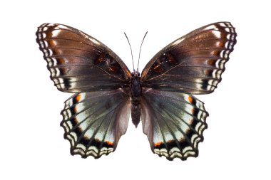 Kahverengi ve açık mavi kanatları ile güzel renkli kelebek