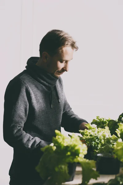 El hombre está cultivando plantas en el interior en blanco —  Fotos de Stock