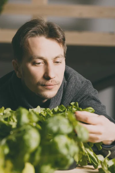 Cultivador guapo cuidadosamente cultivando y comprobando las plantas — Foto de Stock