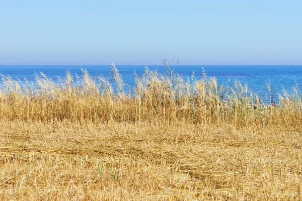 Пшеничне поле з блакитним небом — стокове фото