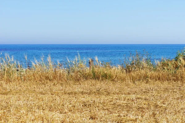 Campo de trigo com céu azul — Fotografia de Stock