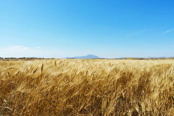 Campo di grano con cielo blu — Foto Stock
