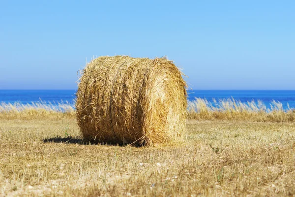 Χωράφι με σιτάρι και γαλάζιο ουρανό Εικόνα Αρχείου