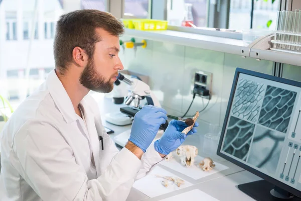 Arqueólogo trabajando en laboratorio de investigación natural. Asistente de laboratorio limpiando huesos de animales. Arqueología, zoología, paleontología y concepto de ciencia. —  Fotos de Stock